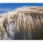 Chevaux Boulonnais en pâture