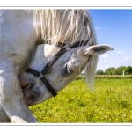 Chevaux Boulonnais en pâture