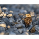 Bruant des neiges (Plectrophenax nivalis, Snow Bunting) dans les galets en halte migratoire au Hourdel