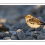 Bruant des neiges (Plectrophenax nivalis, Snow Bunting) dans les galets en halte migratoire au Hourdel