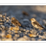 Bruant des neiges (Plectrophenax nivalis, Snow Bunting) dans les galets en halte migratoire au Hourdel