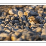 Bruant des neiges (Plectrophenax nivalis, Snow Bunting) dans les galets en halte migratoire au Hourdel