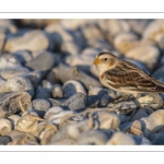 Bruant des neiges (Plectrophenax nivalis, Snow Bunting) dans les galets en halte migratoire au Hourdel