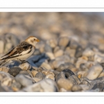 Bruant des neiges (Plectrophenax nivalis, Snow Bunting) dans les galets en halte migratoire au Hourdel