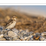 Bruant des neiges (Plectrophenax nivalis, Snow Bunting) dans les galets en halte migratoire au Hourdel