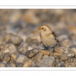 Bruant des neiges (Plectrophenax nivalis, Snow Bunting) dans les galets en halte migratoire au Hourdel