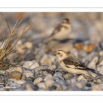 Bruant des neiges (Plectrophenax nivalis, Snow Bunting) dans les galets en halte migratoire au Hourdel