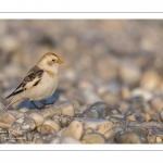 Bruant des neiges (Plectrophenax nivalis, Snow Bunting) dans les galets en halte migratoire au Hourdel