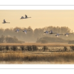 Matin brumeux et gelée sur les polders de la baie de Somme