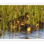 canetons de Canard colvert (Anas platyrhynchos - Mallard)