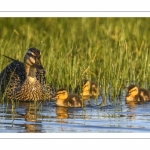 canetons de Canard colvert (Anas platyrhynchos - Mallard)