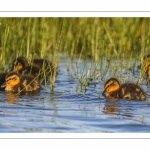 canetons de Canard colvert (Anas platyrhynchos - Mallard)