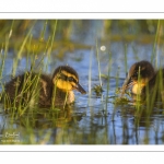 canetons de Canard colvert (Anas platyrhynchos - Mallard)