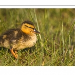 canetons de Canard colvert (Anas platyrhynchos - Mallard)