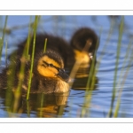 canetons de Canard colvert (Anas platyrhynchos - Mallard)