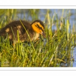 canetons de Canard colvert (Anas platyrhynchos - Mallard)