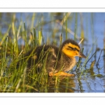 canetons de Canard colvert (Anas platyrhynchos - Mallard)