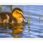 canetons de Canard colvert (Anas platyrhynchos - Mallard)