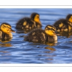 canetons de Canard colvert (Anas platyrhynchos - Mallard)