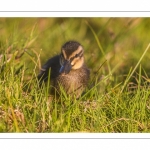 canetons de Canard colvert (Anas platyrhynchos - Mallard)