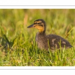 canetons de Canard colvert (Anas platyrhynchos - Mallard)