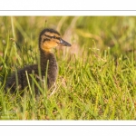 canetons de Canard colvert (Anas platyrhynchos - Mallard)