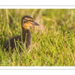 canetons de Canard colvert (Anas platyrhynchos - Mallard)