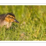 canetons de Canard colvert (Anas platyrhynchos - Mallard)