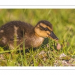 canetons de Canard colvert (Anas platyrhynchos - Mallard)