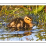 canetons de Canard colvert (Anas platyrhynchos - Mallard)