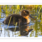 canetons de Canard colvert (Anas platyrhynchos - Mallard)