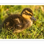 canetons de Canard colvert (Anas platyrhynchos - Mallard)