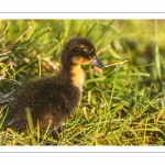 canetons de Canard colvert (Anas platyrhynchos - Mallard)