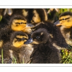 canetons de Canard colvert (Anas platyrhynchos - Mallard)