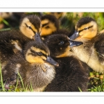 canetons de Canard colvert (Anas platyrhynchos - Mallard)