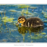 saison : Printemps - Lieu : Le Crotoy, Baie de Somme, Somme, Picardie, France