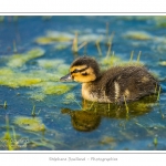 saison : Printemps - Lieu : Le Crotoy, Baie de Somme, Somme, Picardie, France