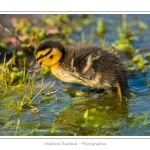 saison : Printemps - Lieu : Le Crotoy, Baie de Somme, Somme, Picardie, France