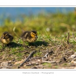 saison : Printemps - Lieu : Le Crotoy, Baie de Somme, Somme, Picardie, France