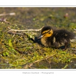 saison : Printemps - Lieu : Le Crotoy, Baie de Somme, Somme, Picardie, France