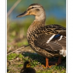 saison : Printemps - Lieu : Le Crotoy, Baie de Somme, Somme, Picardie, France