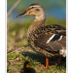 saison : Printemps - Lieu : Le Crotoy, Baie de Somme, Somme, Picardie, France