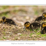 saison : Printemps - Lieu : Le Crotoy, Baie de Somme, Somme, Picardie, France