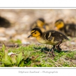 saison : Printemps - Lieu : Le Crotoy, Baie de Somme, Somme, Picardie, France