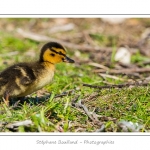 saison : Printemps - Lieu : Le Crotoy, Baie de Somme, Somme, Picardie, France