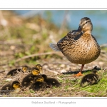 saison : Printemps - Lieu : Le Crotoy, Baie de Somme, Somme, Picardie, France