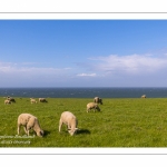 Les moutons sur le site du Cap Gris-Nez