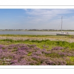 lilas de mer (statices sauvages) le long du chenal de la Somme