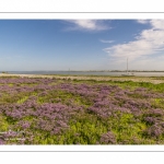 lilas de mer (statices sauvages) le long du chenal de la Somme