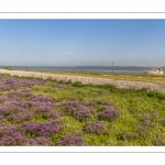 lilas de mer (statices sauvages) le long du chenal de la Somme